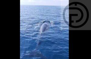Omura Whale Sighted in Phang Nga – VIDEO