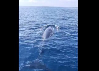 Omura Whale Sighted in Phang Nga – VIDEO