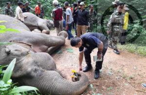 Two Wild Elephants Electrocuted to Death by Electric Fence in Surat Thani