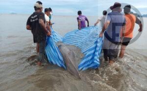 Dugong Rescued at Beach in Krabi