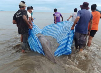 Dugong Rescued at Beach in Krabi