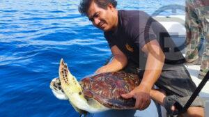 Sea Turtle Rescued After Getting Stuck in a Net in Phang Nga