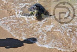 Sea Turtle Found Dead on Beach in Thalang