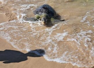 Sea Turtle Found Dead on Beach in Thalang