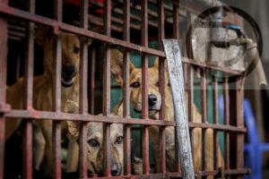 Turning point for animal welfare as Vietnam practitioners denounce use of dog and cat meat in traditional medicine