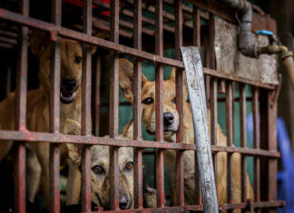 Turning point for animal welfare as Vietnam practitioners denounce use of dog and cat meat in traditional medicine