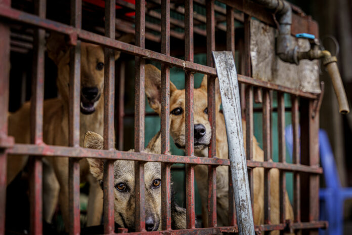 Des chiens en cage attendent impuissants leur sort dans un restaurant de viande de chien à Hanoï, au Vietnam.
