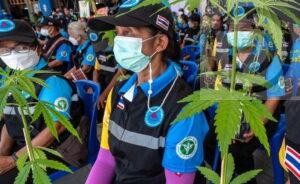 Thailand Wrestles with the Ripple Effects of Cannabis Decriminalisation