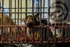 Teachers, medical practitioners join fight to end dog and cat meat trade in Vietnam
