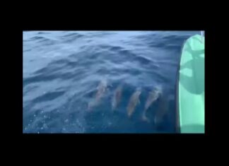 Dolphins Spotted in Phang Nga – VIDEO