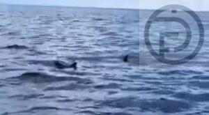 False Killer Whales Sighted in Phang Nga – VIDEO