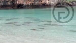 Dozens of Black Tip Reef Sharks Found at Maya Bay – VIDEO