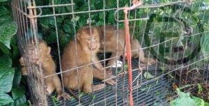 Man Arrested for Illegally Trapping Eight Monkeys in Phang Nga