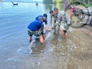 Dolphin Found Dead on Beach in Krabi
