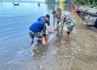 Dolphin Found Dead on Beach in Krabi