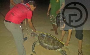 Two Turtles Found Dead on Beaches in Phang Nga