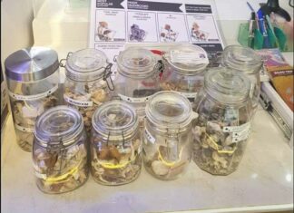 Woman Arrested for Selling Magic Mushrooms in Patong