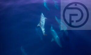 Twenty Dolphins Sighted off Phang Nga – VIDEO
