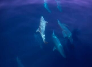 Twenty Dolphins Sighted off Phang Nga – VIDEO