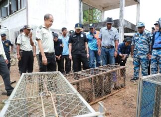 UPDATE: Monkeys Caught after Three-Month-Old Baby Seriously Injured in Phang Nga