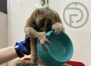 Slow Loris Rescued After Suffering Electric Shock in Phuket