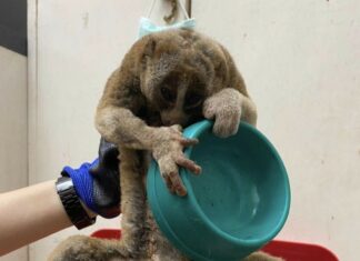 Slow Loris Rescued After Suffering Electric Shock in Phuket
