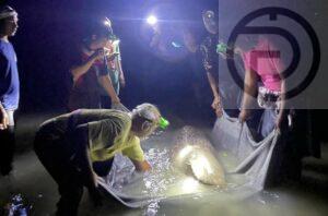 Dugong Rescued After Getting Stuck Near a Beach in Trang During Low Tide