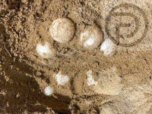 Sea Turtle Eggs Found on Beach in Phang Nga