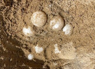Sea Turtle Eggs Found on Beach in Phang Nga