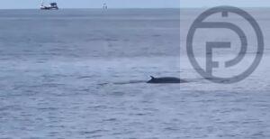 Omura Whale Sighted in Krabi – VIDEO