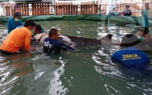 UPDATE: Rescued Blainville’s Beaked Whale in Songkhla Dies