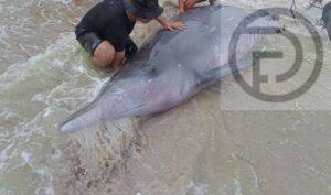 Blainville’s Beaked Whale Rescued Near Beach in Songkhla, First Time in 12 Years Found in Thailand