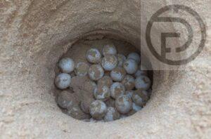 Leatherback Sea Turtle Lays 118 Eggs on Beach in Phang Nga