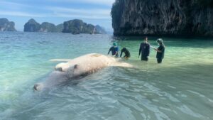 Whale Shark in Krabi Found Stranded, Autopsy Reveals Fatal Boat Propeller Injury