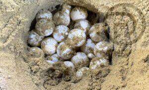 Sea Turtle Lays 118 Eggs on Beach in Phang Nga