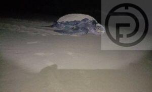 Sea Turtle Lays 103 Eggs on Beach in Phang Nga – Videos