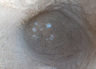 Sea Turtle Lays 122 Eggs on Beach in Phang Nga