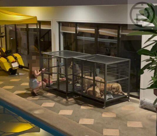 Probe Into Viral Video of Foreigner with Lion Cub in Bentley in Pattaya: Owner Unidentified as Authorities Consider Stricter Regulations