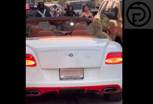 UPDATE: Bentley Used For Driving around Pattaya with Lion Cub is Registered in Phuket