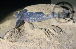 Leatherback Sea Turtle Lays 120 Eggs after New Year in Phang Nga – Video
