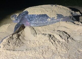 Leatherback Sea Turtle Lays 120 Eggs after New Year in Phang Nga – Video