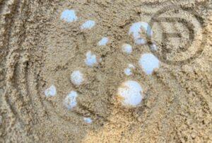 Leatherback Sea Turtle Lays 120 Eggs on Beach in Phang Nga
