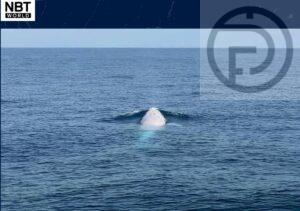Rare Omura’s Whale Spotted in Phuket