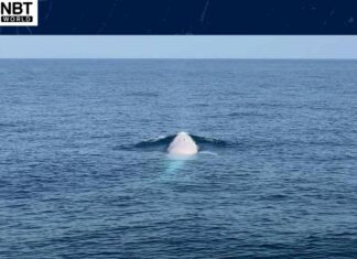 Avvistata la rara balena di Omura a Phuket