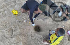 Sea Turtle Lays 121 Eggs on Beach in Phang Nga