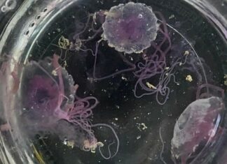 Flame Jelly Fish Found on Phuket Beach in Wichit