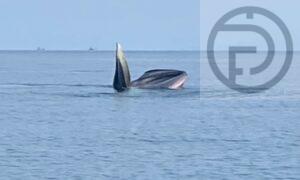 Two Bryde’s Whales Spotted near Island in Surat Thani