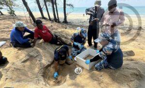 Sea Turtle Lays 120 Eggs on Beach in Phang Nga