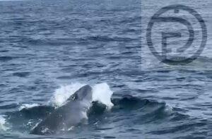Omura Whale Sighted in Krabi – Video