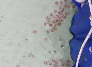 Flame Jellyfish Warning at Island in Krabi